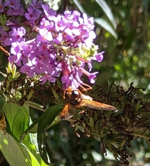Volucella