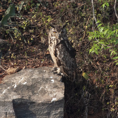 Bubo bengalensis
