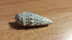 Cerithium vulgatum