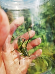 Gampsocleis gratiosa