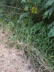 Urochloa mutica