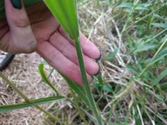 Urochloa mutica