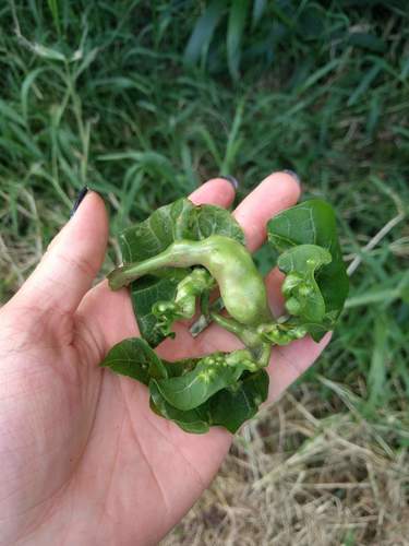 Erythrina gall wasp