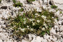 Minuartia recurva