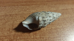 Cerithium vulgatum