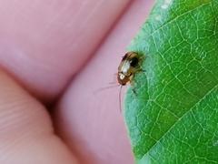 Cryptocephalus pusillus