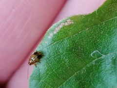 Cryptocephalus pusillus