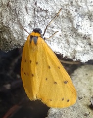 Setina irrorella