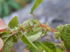 Parietaria lusitanica