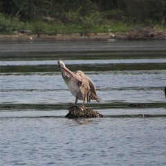 Pelecanus philippensis