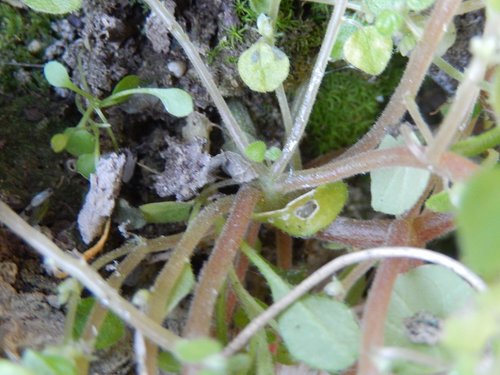 Image of Parietaria lusitanica by (c) Luca Fornasari, some rights reserved (CC BY)