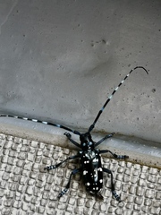 Anoplophora chinensis