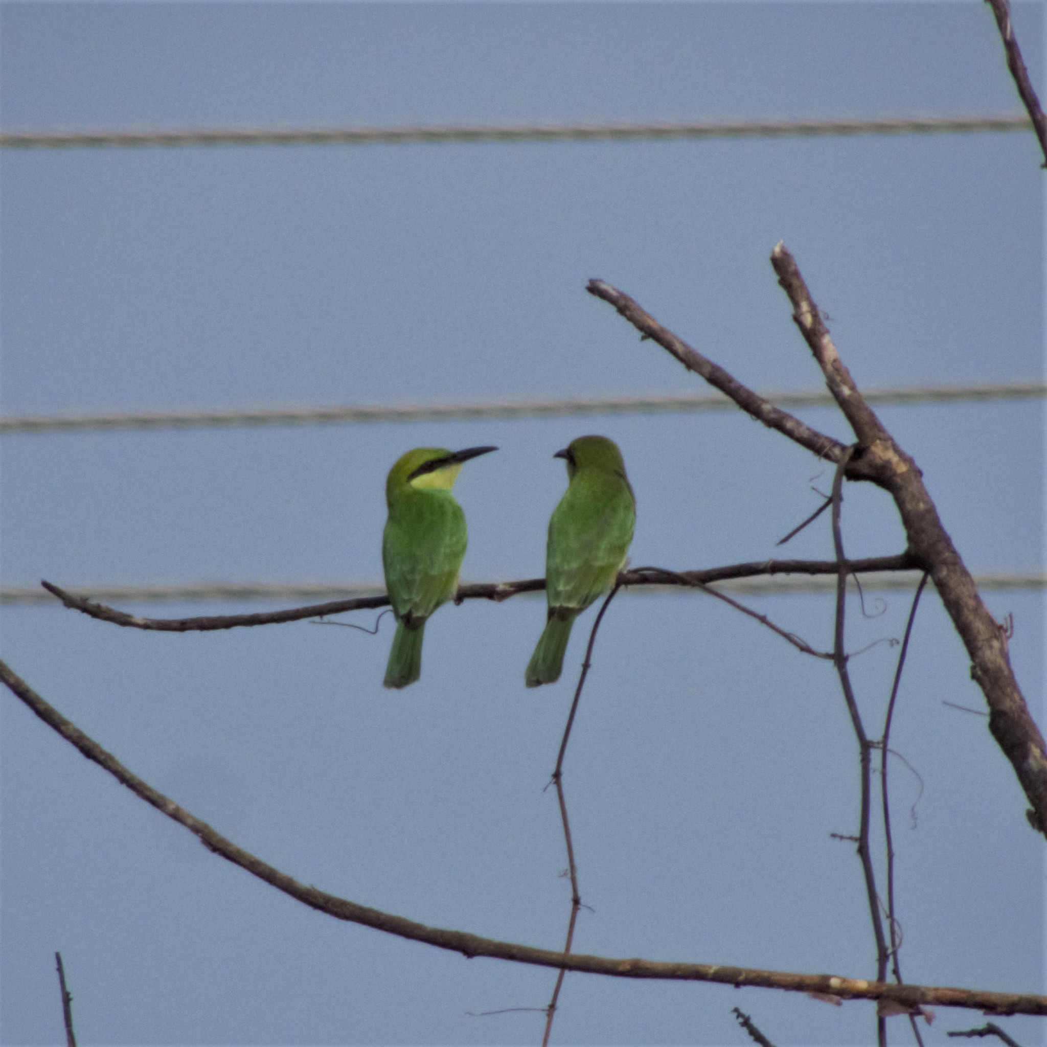 Green Bee-eater