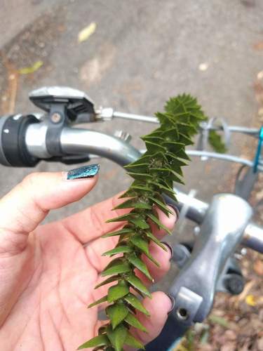 Araucaria bidwillii