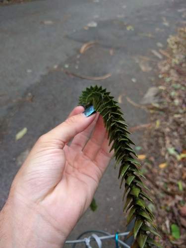 Araucaria bidwillii