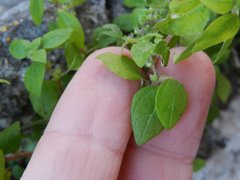 Parietaria lusitanica