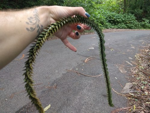 Araucaria bidwillii
