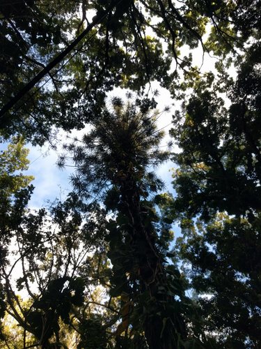 Araucaria bidwillii