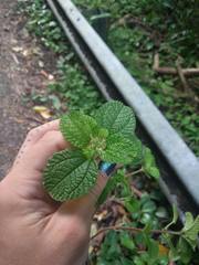 Pilea nummulariifolia