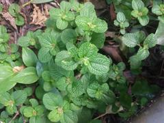 Pilea nummulariifolia