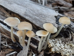 Mycena mijoi