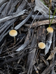 Mycena mijoi