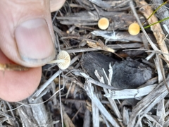 Mycena mijoi
