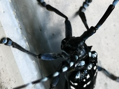 Anoplophora chinensis