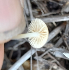 Mycena mijoi