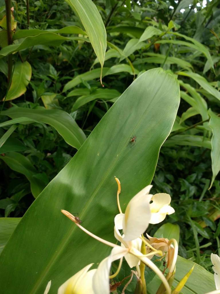 Truncated true katydid