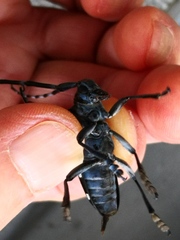 Anoplophora chinensis