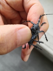Anoplophora chinensis