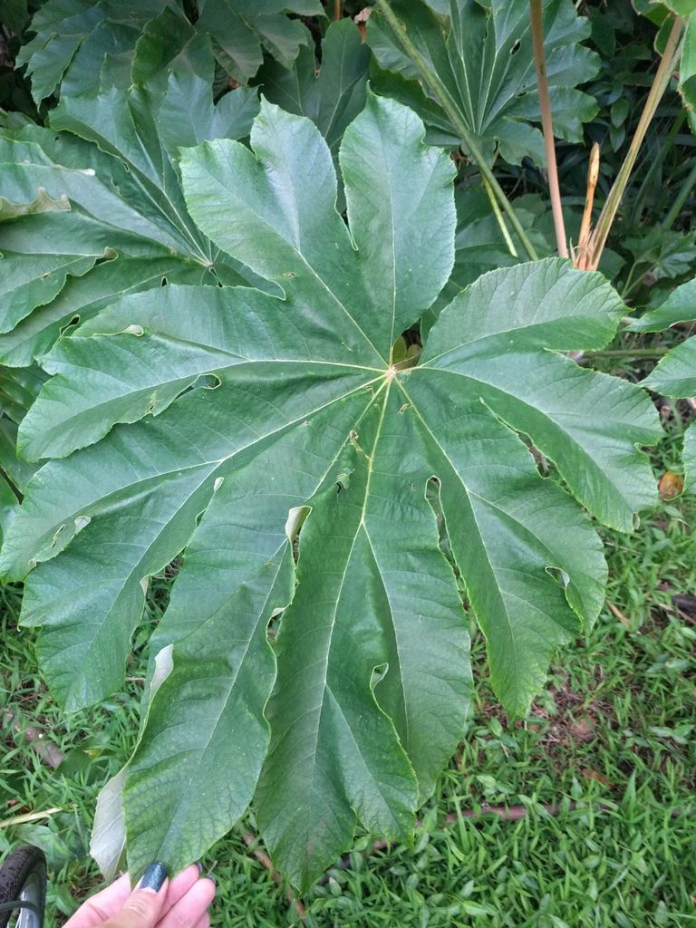 Tetrapanax papyrifer, Honolulu, Hawaii, United States