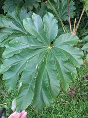 Tetrapanax