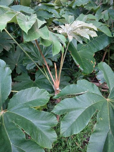 Tetrapanax papyrifer