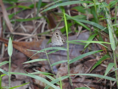 Ypthima pandocus corticaria
