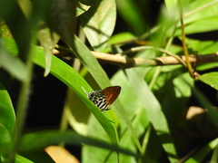 Drupadia ravindra moorei