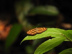 Lasippa tiga siaka