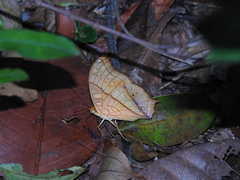 Vindula dejone erotella