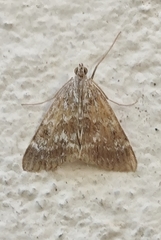 Evergestis sophialis