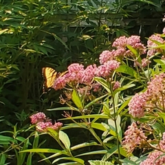 Papilio canadensis × glaucus
