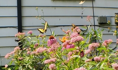 Papilio canadensis × glaucus