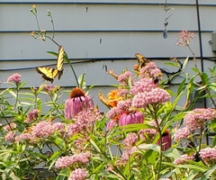 Papilio canadensis × glaucus