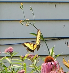 Papilio canadensis × glaucus