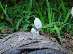 Coprinopsis pseudonivea