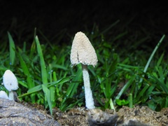 Coprinopsis pseudonivea