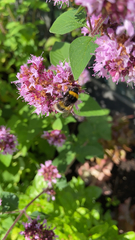 Bombus lucorum