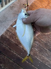 Chloroscombrus chrysurus