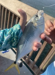 Chloroscombrus chrysurus