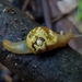 Golden Semi-Slug - Photo (c) Elizabeth Kabanoff, some rights reserved (CC BY-NC), uploaded by Elizabeth Kabanoff